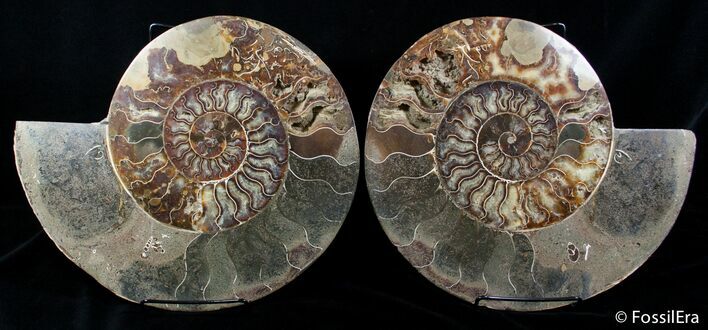 Massive Inch Wide Ammonite With Stands #2831